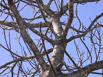 fig, figuera, arbre, branques, branca, planta, naturalesa, blau, hivern, natural, fons de cel blau, vista d’angle baix, cel, dia, cap gent, tronc de l'arbre, tronc, cel clar, arbre nu, tranquil·litat, a l'aire lliure, bellesa a la natura, creixement, llum solar, escenics - natura, terra, 2K, CC0, domini públic, lliure de regalies