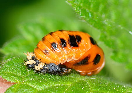 larva, brouci, slunéčko sedmitečné, zvířat, zvíře, bezobratlý, zvířata ve volné přírodě, list, jednoho zvířete, hmyz, rostlinné části, zelená barva, detail, rostlina, Příroda, selektivní zaměření, oranžová barva, nikdo, krása v přírodě, růst, květ, venku, 1080P, CC0, veřejná doména, bez autorských práv
