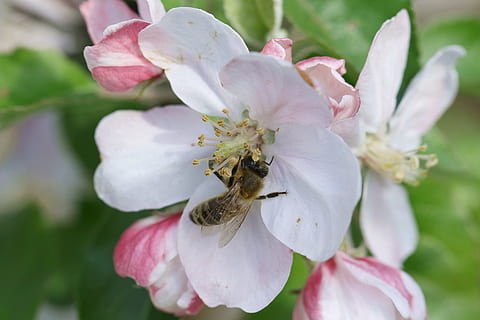 Biene, Bestäubung, Apfel, Blume, Pollen, Apfelblüte, Nektar, Honig, die Bienen bei der Arbeit, Frühling, Insekt, Garten, Makro, die Sammlung von, polen dorf, Bestäubung von Blumen, Arbeit, Nahansicht, Blütenblatt, Natur, Wachstum, pinke Farbe, blühende Pflanze, Zerbrechlichkeit, Schönheit in der Natur, Pflanze, Frische, Verletzlichkeit, Tierthemen, Blütenkopf, Tier, wirbellos, ein Tier, Tierwelt, Blütenstand, Tiere in freier Wildbahn, keine Leute, draußen, Weichheit, 5K, CC0, gemeinfrei, lizenzfrei
