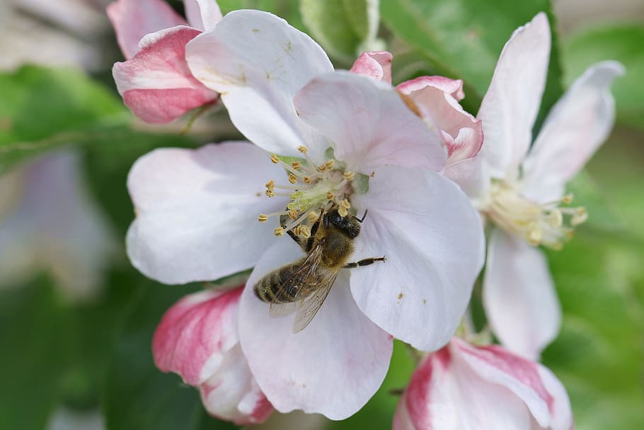 Biene, Bestäubung, Apfel, Blume, Pollen, Apfelblüte, Nektar, Honig, die Bienen bei der Arbeit, Frühling, Insekt, Garten, Makro, die Sammlung von, polen dorf, Bestäubung von Blumen, Arbeit, Nahansicht, Blütenblatt, Natur, Wachstum, pinke Farbe, blühende Pflanze, Zerbrechlichkeit, Schönheit in der Natur, Pflanze, Frische, Verletzlichkeit, Tierthemen, Blütenkopf, Tier, wirbellos, ein Tier, Tierwelt, Blütenstand, Tiere in freier Wildbahn, keine Leute, draußen, Weichheit, 5K