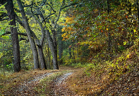strada, sentiero, albero, natura, paesaggio, all'aperto, fogliame autunnale, pianta, autunno, la tranquillità, bellezza nella natura, terra, foresta, scena tranquilla, la strada davanti, modificare, direzione, crescita, scenics - natura, nessuno, foglia, giorno, parte vegetale, scena non urbana, bosco, collezione autunnale, pista, 4K, CC0, dominio pubblico, privo di copyright