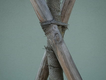 log, supported, bound, connected, wrapped around, wood, crossbred, one animal, animal, animal themes, animal wildlife, wood - material, animals in the wild, no people, low angle view, day, nature, vertebrate, outdoors, tree, close-up, animal body part, plant, focus on foreground, trunk, tree trunk, sky, animal head, 4K, CC0, public domain, royalty free