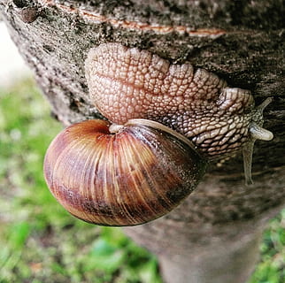 ślimak, Natura, makro, powolny, cal, muszla ślimaka, drewno, prędkość, zbliżenie, zwierzęca przyroda, zwierzę, tematy zwierzęce, żadnych ludzi, brzuchonóg, skupić się na pierwszym planie, dzień, zwierzęta na wolności, muszla, roślina, mięczak, bezkręgowy, drzewo, pnia drzewa, skorupa zwierzęca, na dworze, bagażnik samochodowy, 1080P, CC0, domena publiczna, darmowe zdjęcia