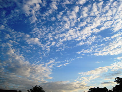 debesys, išplito, spinduliuoja, balta, flocked, šviesus, dangus, mėlyna, pobūdį, debesis - dangus, lauke, „cloudscape“, scenos, vasara, dieną, grožis gamtoje, oras, kraštovaizdį, žemas kampo vaizdas, ramybė, vaizdai - gamta, nėra žmonių, ramioje scenoje, medis, augalų, idiliškas, fonas, balta spalva, treetop, meteorologija, wispy, 2K, CC0, Viešasis domenas, nemokamai