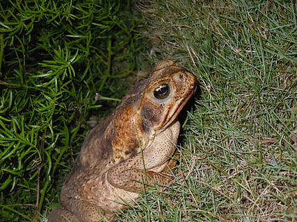 brauner Frosch, Kröte, Frosch, Straßenkröte, Bermuda, Tier, Amphibie, Tierwelt, tropisch, springen, klebrig, schleimig, Umgebung, Ökosystem, hop, Ökologie, Regenwald, aqua, süß, wild, Kreatur, Teich, klein, Sumpf, Wasser-, Ochsenfrosch, Krötenechse, Tierthemen, Wirbeltier, Gras, ein Tier, Tiere in freier Wildbahn, Pflanze, Natur, Reptil, grüne Farbe, Feld, Tag, keine Leute, Land, Wachstum, Nahansicht, draußen, High Angle View, Wegschauen, Tierkopf, Tierwaage, pflanzenfressend, 4K, CC0, gemeinfrei, lizenzfrei
