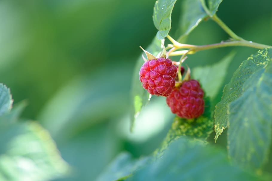 selettivo, fotografia a fuoco, lamponi, giardino di lamponi, giardino, frutta, magro, dolce, triste, morbido, rametto, lamponi maturi, resistenza, vitamine, dieta, verde, deliziose ricette, frutto maturo, gustoso, antiossidanti, frutteto, dimagrante, estate, Salute, fogliame, rosso, mangiare sano, cibo e bevande, frutti di bosco, cibo, freschezza, parte vegetale, foglia, pianta, benessere, crescita, avvicinamento, natura, messa a fuoco selettiva, giorno, nessuno, colore verde, maturo, bellezza nella natura, all'aperto, 5K
