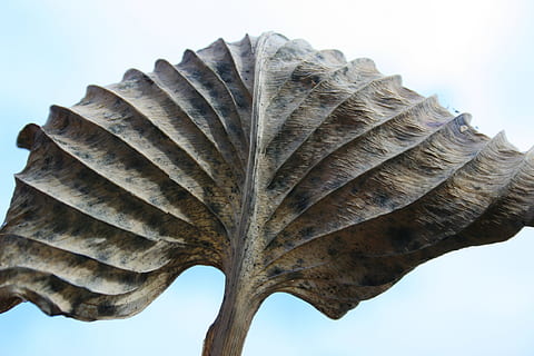 Příroda, list, hosta, textura, nikdo, detail, nebe, den, Dějiny, nízký úhel pohledu, vzor, venku, starý, minulost, strom, rostlinné části, rostlina, texturou, krása v přírodě, zaměřit se na popředí, zvíře, palmový list, 1080P, CC0, veřejná doména, bez autorských práv