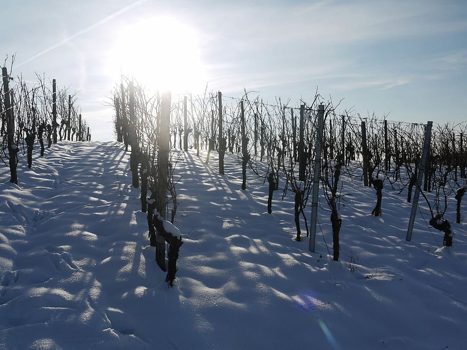 Weinberg, Winter, Schnee, Gegenlicht, winterlich, Traumtag, Weiß, kalt, sich ausruhen, schneebedeckt, Landschaft, Steigung, Sonne, sonnig, Winterstimmung, Weinanbau, Stimmung, Reben, Rebe, Wein, Natur, Landwirtschaft, baden württemberg, Region, heilbronn, Deutschland, staufenberg, Frost, Sonnenschein, Leise, gehen, Struktur, Macht, Ziel, Sonnenlicht, draußen, Tag, kalte Temperatur, Himmel, Pflanze, Ruhe, Baum, wolke - himmel, Land, Schönheit in der Natur, keine Leute, Umgebung, Abdeckung, Feld, ruhige Szene, 4K