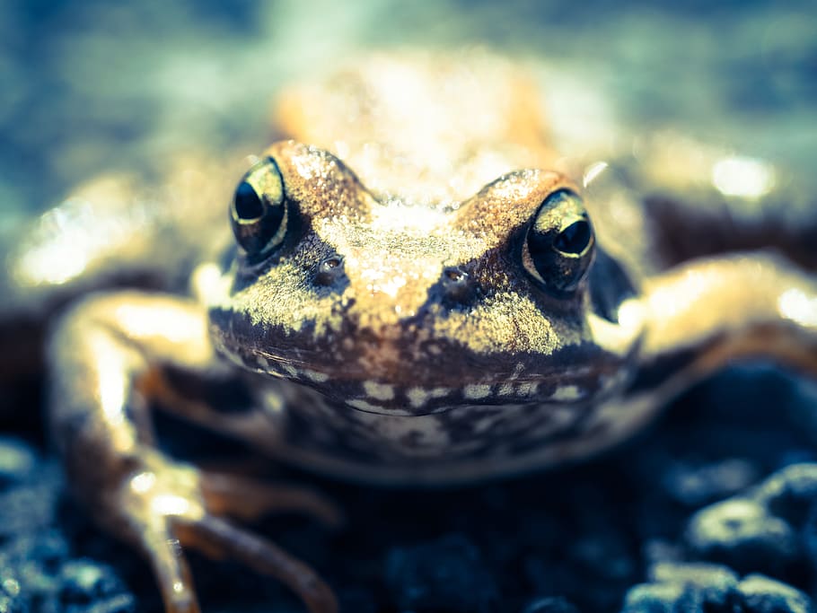granota, naturalesa, gripau, tancar, alt, habitants de basses, cara de granota, criatura, un animal, temes d'animals, animal, fauna animal, animals a la natura, primer pla, vertebrats, rèptil, part del cos dels animals, cap gent, ull d’animals, cap d’animals, retrat, enfocament selectiu, ull, centrar-se en primer pla, dia, amfibi, a l'aire lliure, marí, escala d’animals, 4K