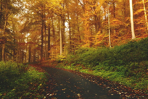 fotografia de paisatge, sender forestal, marró, full, arbres, al costat, ruta, carretera, Camí, bosc, boscos, herba, naturalesa, fulles, tardor, caure, escenics, bellesa a la natura, arbre, dia, tranquil·litat, canvi, planta, terra, el camí a seguir, direcció, creixement, escena tranquil·la, cap gent, escenics - natura, sendera, escena no urbana, a l'aire lliure, 5K, CC0, domini públic, lliure de regalies