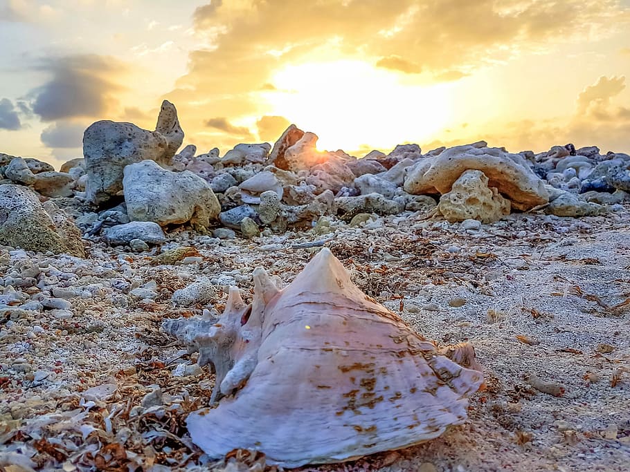 hvid, konkylie, jord, skal, hav, klippe, sten-, småsten, sand, solnedgang, solopgang, strand, gylden, muslingeskal, solskin, solid, himmel, skønhed i naturen, sky - himmel, natur, rock-objekt, ro, ingen mennesker, rolig scene, scenics - natur, ikke-urbane scene, orange farve, geologi, sne, vinter, sollys, fysisk geografi, 4K
