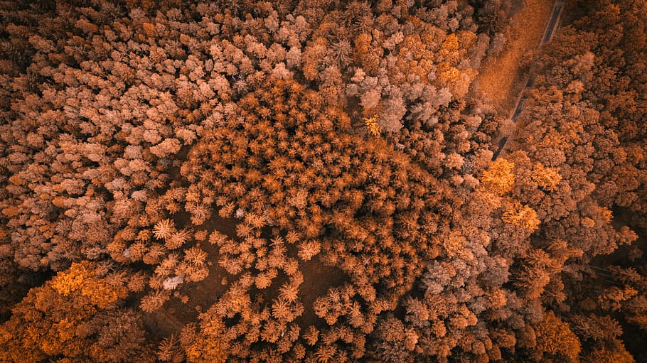 antenne, fotografering, Brun, Skov, arial visning, dagtimerne, drone, drone visning, rød, natur, fuld ramme, orange farve, skønhed i naturen, baggrunde, ingen mennesker, plante, træ, overflod, friskhed, udendørs, vækst, dag, høj vinkel visning, blomstrende plante, blomst, mad, jord, scenics - natur, sund kost, 4K