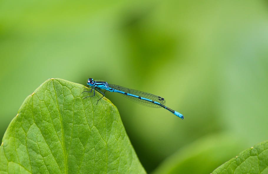 libèl·lula, blau, tancar, insecte, aigües, demoiselle, ala, estany, full, bombolla de barres blaves, color verd, invertebrat, part de la planta, un animal, temes d'animals, senyoreta, animal, fauna animal, animals a la natura, naturalesa, primer pla, ala dels animals, centrar-se en primer pla, planta, dia, cap gent, a l'aire lliure, 4K