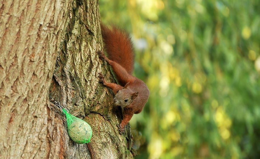 Marrone, squirel, albero, scoiattolo, pascolo, tribù, animale, mammifero, carina, roditore, giardino, tronco d'albero, un animale, temi animali, concentrarsi sulle conoscenze acquisite, animali allo stato selvatico, nessuno, fauna selvatica, giorno, natura, pianta, tronco, vertebrato, ramo, all'aperto, colore verde, 2K