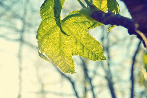 verde, hoja, superficial, tiro de enfoque, hojeado, planta, fotografía, naturaleza, translúcido, crecer, follaje, árbol, Dom, bosque, amanecer, primavera, sol, ligero, cielo, parte de la planta, crecimiento, rama, belleza en la naturaleza, de cerca, nadie, amarillo, centrarse en primer plano, día, al aire libre, color verde, luz del sol, vena de la hoja, otoño, vista de ángulo bajo, ambiente, hojas, condición natural, 4K, CC0, dominio público, libre de derechos