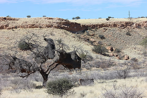 namibia, desert, dry, tree, africa, weaver birds, nest, rock, sky, landscape, nature, environment, scenics - nature, rock - object, day, no people, solid, non-urban scene, rock formation, geology, tranquil scene, beauty in nature, land, tranquility, plant, arid climate, climate, outdoors, eroded, 5K, CC0, public domain, royalty free