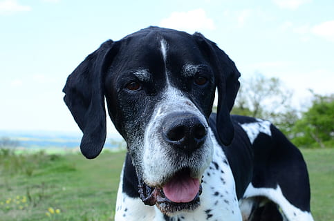 domino, engelsk pointer, jagthund, pointer, hund, hunde, dyr, kæledyr, stamtavle, hvid, yndig, krave, stående, race, indenlandske, et dyr, husdyr, pattedyr, dyre temaer, hvirveldyr, portræt, kigger på kameraet, fokus på forgrunden, dyr kropsdel, dag, natur, ingen mennesker, dyr hoved, tæt på, leder, udendørs, munden åben, dyre mund, snude, 4K, CC0, offentligt domæne, royaltyfrie