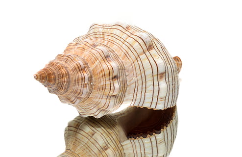 beige, white, conch, shell, sea, sea shells, ocean, marine, beach, summer, sea shell, seashell, tropical, design, coast, macro, spiral, reflection, white background, studio shot, cut out, headshot, indoors, one person, copy space, pattern, close-up, digital composite, portrait, creativity, representation, rear view, human representation, women, body part, hairstyle, adult, contemplation, profile view, 2K, CC0, public domain, royalty free