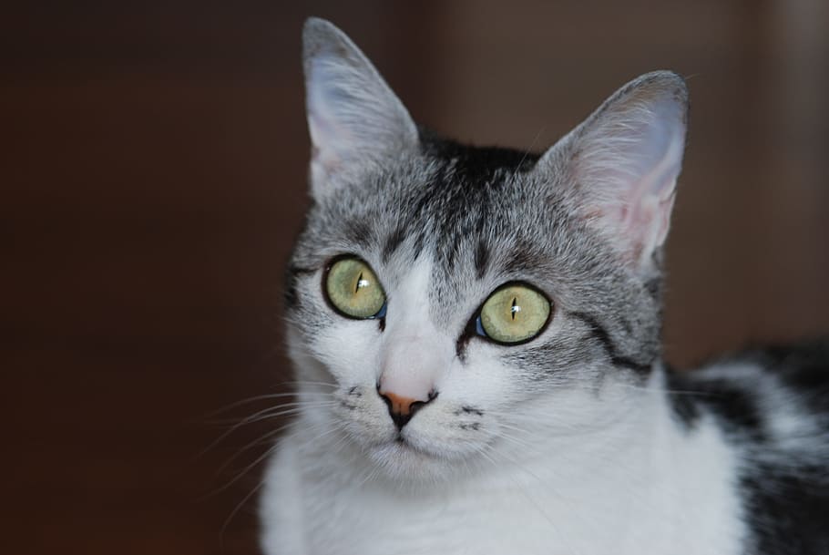 primer pla, blanc, gris, gat, bonic, verat, patró, sabaneko, patró de verat, cara, un animal, gat femení, gat del Japó, criatura, animal, gat domèstic, mirant la càmera, mascotes, retrat, animals domèstics, nacional, mamífer, temes d'animals, felí, vertebrats, part del cos dels animals, cap gent, a l'interior, ulls verds, bigotis, centrar-se en primer pla, part del cos, ull d’animals, cap d’animals, ulls grocs, fons negre, tabby, 4K