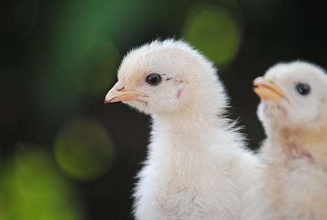 primer pla, foto, dos, groc, pollets, pollet, ou, eclosió, ocell, naturalesa, animal, ploma, temes d'animals, vertebrats, animal jove, grup d’animals, ocell jove, animals domèstics, mascotes, nacional, cap gent, bestiar, centrar-se en primer pla, dos animals, mamífer, dia, bec, cap d’animals, 2K, CC0, domini públic, lliure de regalies