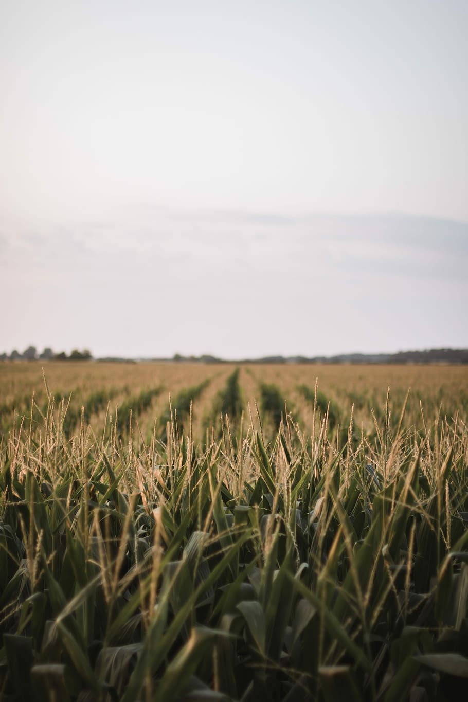 bloccato nell'Ohio, campo d'erba, riga, campo, Mais, azienda agricola, natura, paesaggio, terra, cielo, scena rurale, ambiente, crescita, agricoltura, pianta, la tranquillità, raccolto, bellezza nella natura, scena tranquilla, nessuno, pianta di cereali, scenics - natura, giorno, all'aperto, piantagione, 8K