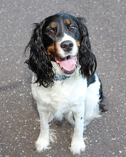 anglès, springer, spaniel, gos, gosset, cadell, animal, mascota, bonic, noia, pura raça, gundog, camp, caní, un animal, mascotes, nacional, animals domèstics, mamífer, temes d'animals, retrat, mirant la càmera, vertebrats, vista d’angle alt, ciutat, carrer, cap gent, dia, mirant, a l'aire lliure, boca oberta, 2K, CC0, domini públic, lliure de regalies
