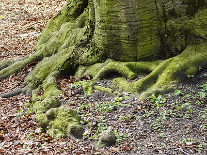 Wurzeln, Bäume, Waldboden, Wald, moosbedeckte Wurzeln, Ast, Umgebung, Leben, Wachstum, Umwelt, Kofferraum, Land, natürlich, Holz, Blumen-, Erde, organisch, Laub, Stärke, Eiche, üppig, laubwechselnd, Bauholz, enorm, groß, stark, Grün, ein, draußen, keine Leute, Tag, grüne Farbe, Natur, Nahansicht, Pflanze, Ruhe, Baum, Moos, Schönheit in der Natur, Pflanzenteil, Feld, Baumstamm, ruhige Szene, High Angle View, 4K, CC0, gemeinfrei, lizenzfrei