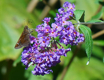 skyet skipper, skipper, sommerfugl, insekt, dyr, natur, have, sommerfugl buske, blomst, blomstre, flor, plante, Brun, lilla, flora, fauna, efterår, skrøbelighed, lavendel, friskhed, sommerfugl - insekt, et dyr, blomstrende plante, skønhed i naturen, sårbarhed, dyre temaer, dyreliv, hvirvelløse, kronblad, blomsterhoved, dyrefløj, tæt på, vækst, ingen mennesker, bestøvning, udendørs, forår, 2K, CC0, offentligt domæne, royaltyfrie