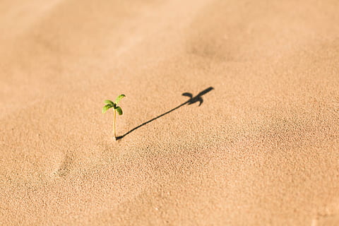 verde, planta de hoja, marrón, arena, tiempo de día, brotar en el suelo, hoja verde, planta, naturaleza, playa, nadie, verano, Duna de arena, crecimiento, de cerca, día, tierra, belleza en la naturaleza, hoja, color verde, parte de la planta, luz del sol, vulnerabilidad, fragilidad, al aire libre, copia espacio, sencillez, frescura, principios, 5K, CC0, dominio público, libre de derechos