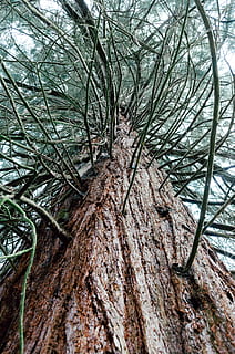 sequoia tree, Sequoia, træ, natur, afdeling, Skov, plante, træstamme, udendørs, ingen mennesker, vækst, dag, bagagerum, lav vinkel visning, ro, skønhed i naturen, jord, tæt på, grøn farve, plante del, fuld ramme, kompleksitet, fyrretræ, nåletræ, 4K, CC0, offentligt domæne, royaltyfrie