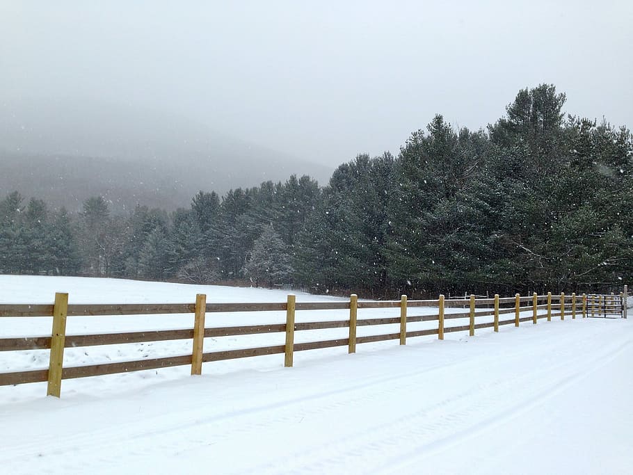 camp de neu a prop del bosc, harmonia, ny, Blancaneus, fred, hivern, harmonia ny, neu, blanc, fred, hivern, tanca, rural, granja, santuari d’animals de granja Woodstock, naturalesa, fora, terres de cultiu, paisatge, arbre, escena rural, a l'aire lliure, escenics, fred - temperatura, bosc, cap gent, escena no urbana, temperatura de fred, nevar, temps, Color blanc, límit, barrera, planta, bellesa a la natura, terra, escenics - natura, tranquil·litat, escena tranquil·la, medi ambient, arbre de coníferes, pi, clima extrem, vent de neu, 2K