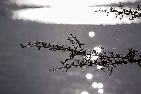 texture, branche, la nature, arbre, personne, plante, en plein air, beauté dans la nature, ciel, journée, se concentrer sur le premier plan, faible angle de vue, tranquillité, Soleil, lumière du soleil, croissance, scène tranquille, la faune des animaux, animal, animaux à l'état sauvage, reflet, vol d'oiseaux, 2K, CC0, domaine public, libre de droits