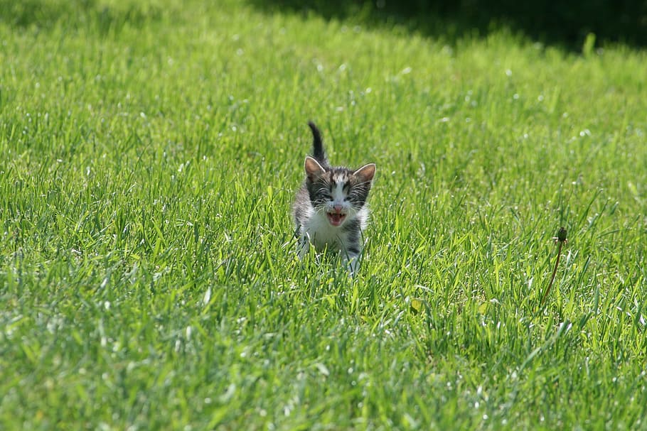 gris, tabby, gatet, corrent, herba, durant el dia, gat, bonic, mascotes, animals perduts, cadell, animal, gat domèstic, naturalesa, felí, a l'aire lliure, mamífer, un animal, temes d'animals, planta, nacional, color verd, animals domèstics, camp, conill - animal, cap gent, vertebrats, terra, dia, enfocament selectiu, fauna animal, retrat, cap d’animals, petit, herbívors, bigotis, 4K