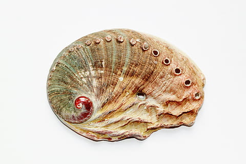 Brun, grå, muslingeskal, skal, snegl, tæt, søøre, abalone schnecke, snegl shell, natur, dyr, fauna, dyr verden, skaldyr, meeresbewohner, vand skabning, ferie, rejse, havdyr, maritim, væsen, makro, makrofotografering, huller, form, fossil, hvid baggrund, studio skud, enkelt objekt, et dyr, hav liv, skåret ud, mad, indendørs, mad og drikke, ingen mennesker, tæt på, hav, geologi, gammel, stilleben, naturligt mønster, mønster, fisk og skaldyr, palæontologi, marine, 4K, CC0, offentligt domæne, royaltyfrie