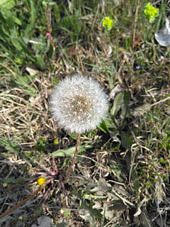 flor, primavera, ot, planta, fragilitat, frescor, vulnerabilitat, dent de lleó, planta amb flors, creixement, terra, camp, primer pla, naturalesa, bellesa a la natura, cap de flor, dia, inflorescència, cap gent, centrar-se en primer pla, vista d’angle alt, sense cultiu, a l'aire lliure, suavitat, llavor de dent de lleó, 4K, CC0, domini públic, lliure de regalies