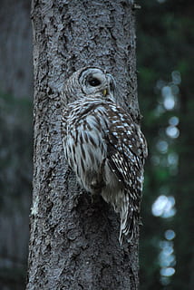 mussol, arbre, posat, ocell, nocturn, carnívor, depredador, avifauna, fauna, bosc, animal, animals a la natura, fauna animal, temes d'animals, un animal, centrar-se en primer pla, tronc, vertebrats, tronc de l'arbre, planta, cap gent, primer pla, dia, naturalesa, a l'aire lliure, rapinyaire, picot, 4K, CC0, domini públic, lliure de regalies