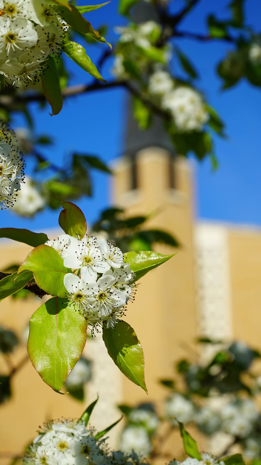 Kirche, Frühling, Ostern, Blumen, Hartriegel, blühen, Himmel, Backstein, Gebäude, Kirchturm, Ostersonntag, Religion, Christentum, Turm, Kapelle, Außen, Blau, draußen, Glauben, Dom, Christus, Glockenturm, Stein, Glocke, Christian, golden, Blätter, die Architektur, Blatt, Grün, Baum, Landschaft, immer noch, Natur, Blume, Ast, keine Leute, Pflanze, Wachstum, Fokus auf den Vordergrund, blühende Pflanze, Zerbrechlichkeit, Verletzlichkeit, Schönheit in der Natur, Pflanzenteil, Frische, Nahansicht, Tag, Gebäudehülle, Sonnenlicht, wirbellos, gebaute Struktur, Blütenkopf, 5K