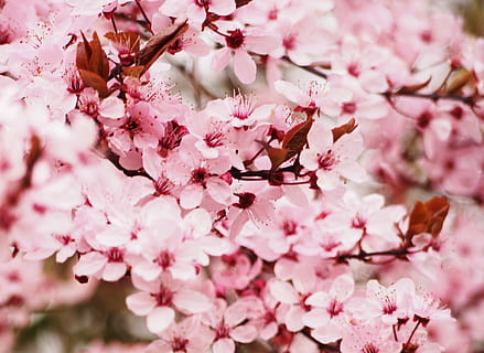 selectiu, fotografia, rosa, cirera, blosom, flor, florir, arbre, flor de cirerer, primavera, cirera japonesa, branca, macro, arbre fruiter, naturalesa, color rosa, planta amb flors, frescor, planta, bellesa a la natura, fragilitat, vulnerabilitat, creixement, primer pla, pètal, inflorescència, cap gent, cap de flor, a l'aire lliure, cirerer, pol·len, Ram de flors, 2K, CC0, domini públic, lliure de regalies