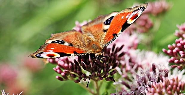 Tagpfauenauge hocken, Rosa, Blume, Nahaufnahmen, Tagpfauenauge, Schmetterling, Insekt, schließen, Natur, Tier, Pfau, blühen, Pflanze, Sommer-, edelfalter, wilde Blume, Schmetterlinge ausbessern, Farbe, wunderschönen, Augenflecken, Naturdokumentation, Schmetterlinge, Fauna, Flora, Tierwelt, Tierthemen, wirbellos, ein Tier, Tiere in freier Wildbahn, Schmetterling - Insekt, Tierflügel, Schönheit in der Natur, blühende Pflanze, Nahansicht, keine Leute, Tag, Zerbrechlichkeit, Tiermarkierungen, Tierkörperteil, draußen, Bestäubung, Blütenkopf, Frühling, lila, 4K, CC0, gemeinfrei, lizenzfrei