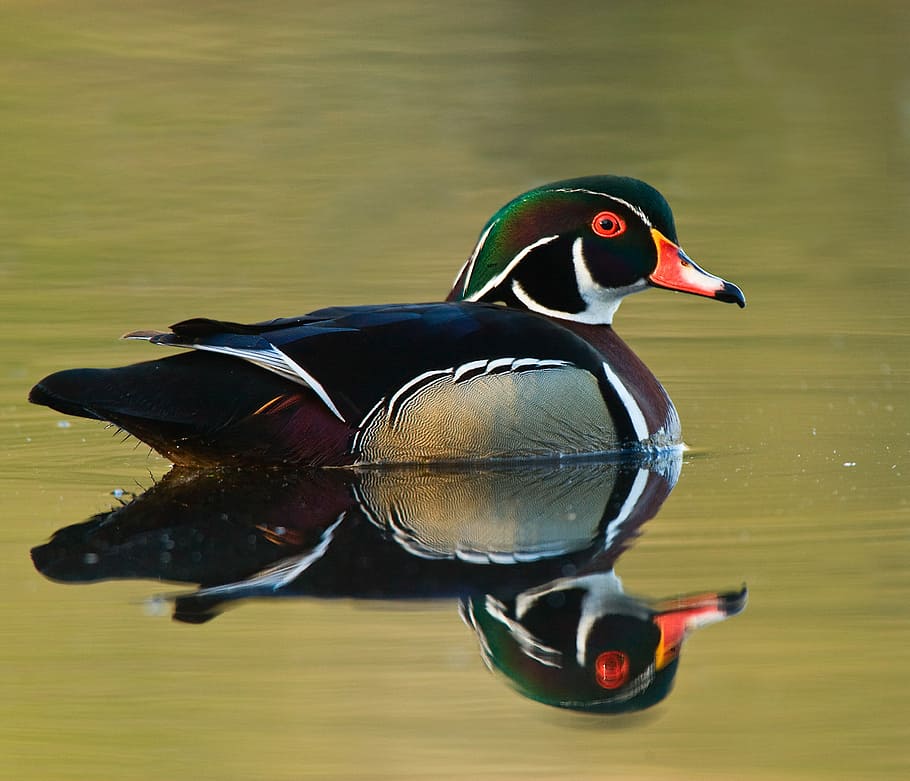 Foto, männlich, Stockente, Karosserie, Wasser, Reflexion, Mandarinente, Ente, Vogel, See, Tier, Tierthemen, Wirbeltier, Tierwelt, ein Tier, Tiere in freier Wildbahn, keine Leute, Geflügel, Schwimmen, Nahansicht, Wasservogel, Natur, Ufergegend, Schnabel, 2K