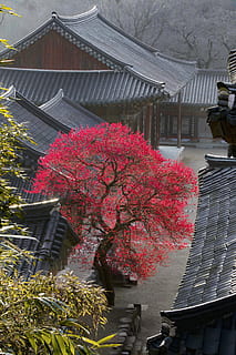 Tempel, Frühling, Blumen, Pflanze, gebaute Struktur, die Architektur, Gebäudehülle, Gebäude, Blume, blühende Pflanze, Wachstum, Baum, Natur, Frische, Tag, Zerbrechlichkeit, pinke Farbe, keine Leute, Schönheit in der Natur, Flachwinkelansicht, draußen, Haus, blühen, Kirschblüte, 5K, CC0, gemeinfrei, lizenzfrei
