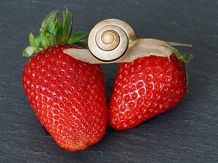 braun, grau, Gartenschnecke, zwei, Erdbeeren, Erdbeere, Schnecke, Schale, Sonde, Weichtier, langsam, Reptil, schließen, Schneckenhaus, Natur, Obst, kriechen, Essen, Makro, Tier, Kreatur, Tierwelt, wirbellos, Erdbeerzeit, rot, saftig, Essen und Trinken, keine Leute, Lebensmittel, Frische, Gemüse, Nahansicht, gesundes Essen, drinnen, Stillleben, Beerenfrucht, Wohlbefinden, High Angle View, Tabelle, Studioaufnahme, direkt darüber, Rohkost, reif, 4K, CC0, gemeinfrei, lizenzfrei