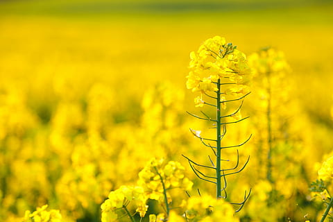 estupro, macro, fotogrametria de curto alcance, amarelo, planta com flores, flor, colza oleaginosa, plantar, campo, beleza na natureza, crescimento, colheita, terra, cena rural, frescura, panorama, agricultura, Fazenda, natureza, Terra cultivada, scenics - natureza, meio Ambiente, planta de mostarda, ninguém, primavera, ao ar livre, plantação, canteiro de flores, 5K, CC0, domínio público, royalty free