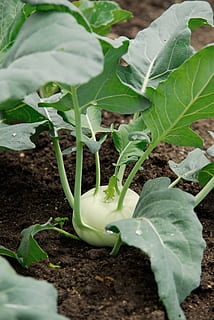 Rettich, Gemüsebeet, Gemüse, Essen, Bett, Garten, Ernährung, Küche, vegan, Nährstoffe, Fisch, Erde, Pflanze, wachsen, Ernte, Blätter, saftig, Knospe, Wachstum, Landwirtschaft, organisch, Essen und Trinken, Gartenarbeit, Bauernhof, Frische, gesundes Essen, Pflanzenteil, Blatt, Schmutz, grüne Farbe, Natur, Lebensmittel, Nahansicht, Tag, Sämling, Anfänge, Feld, draußen, Pflanzen, 4K, CC0, gemeinfrei, lizenzfrei