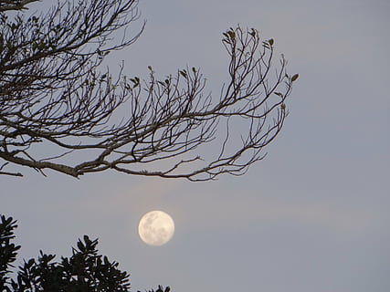 måneskin, måne, træ, celeste, nat, nocturne, himmel, fuldmåne, natur, CEU, blå himmel, lysstyrke, tele, dagtimerne, plads, astronomi, afdeling, lav vinkel visning, planetmåne, skønhed i naturen, ingen mennesker, ro, bare træ, rolig scene, scenics - natur, plante, silhuet, skumring, udendørs, rum og astronomi, 4K, CC0, offentligt domæne, royaltyfrie