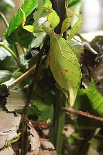 phylliidae, bug leaf, error, full, insecte, naturalesa, verd, animal, planta, jardí, natural, marró, colorit, fusta, arbre, phyllium bioculatum, part de la planta, creixement, primer pla, color verd, dia, cap gent, centrar-se en primer pla, bellesa a la natura, a l'aire lliure, enfocament selectiu, tranquil·litat, terra, llum solar, camp, frescor, menjar i beguda, fulles, 5K, CC0, domini públic, lliure de regalies