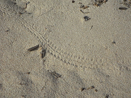 trace, le sable, plage, piste de bug, scarabée, piluliers, traces, la nature, empreintes de pas, terre, vue grand angle, personne, journée, animal, arrière-plans, thèmes animaux, plein cadre, la faune des animaux, empreinte, en plein air, un animal, texturé, animaux à l'état sauvage, modèle, piste d'animaux, vertébré, 4K, CC0, domaine public, libre de droits