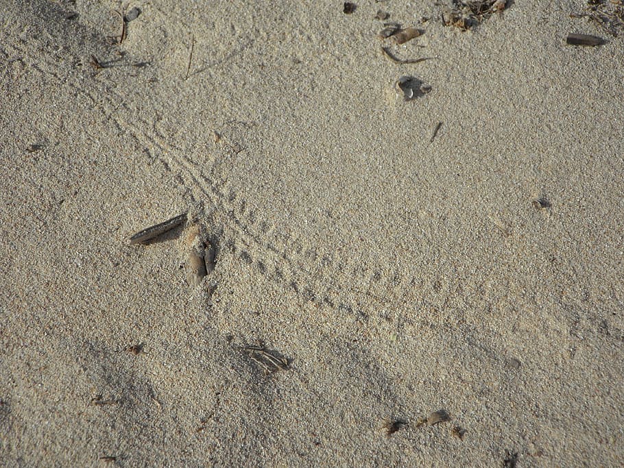 traça, sorra, platja, pista d’errors, escarabat, rodets de pastilles, traces, naturalesa, petjades, terra, vista d’angle alt, cap gent, dia, animal, fons, temes d'animals, marc complet, fauna animal, empremta, a l'aire lliure, un animal, textura, animals a la natura, patró, pista animal, vertebrats, 4K