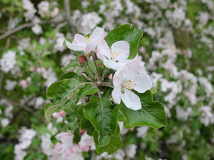 vår, juni, eple, tre, grønn, blomster, blomstring, natur, makro, blomstrende plante, blomst, anlegg, skjørhet, sårbarhet, friskhet, skjønnhet i naturen, vekst, petal, nærbilde, inflorescence, blad, hvit farge, blomsterhodet, plante del, våren, blomstre, fokusere på forgrunnen, dag, ingen folk, rosa farge, pollen, utendørs, kirsebærblomst, mykhet, kirsebærtre, 4K, CC0, offentlig domene, opphavsrett gratis