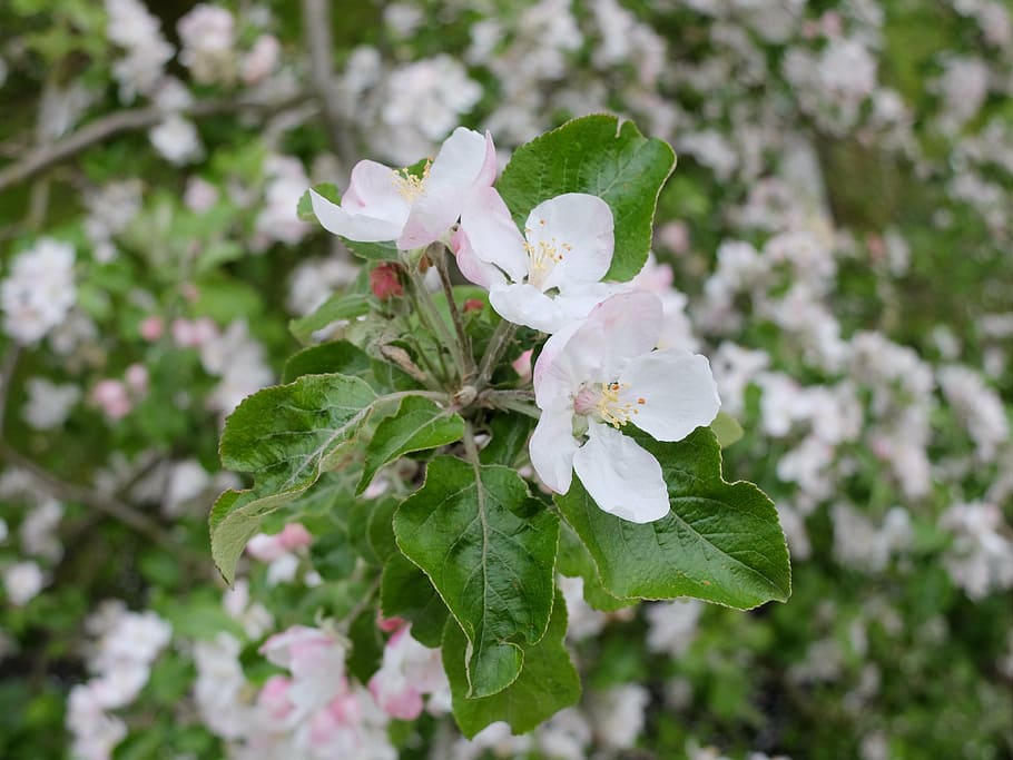 vår, juni, eple, tre, grønn, blomster, blomstring, natur, makro, blomstrende plante, blomst, anlegg, skjørhet, sårbarhet, friskhet, skjønnhet i naturen, vekst, petal, nærbilde, inflorescence, blad, hvit farge, blomsterhodet, plante del, våren, blomstre, fokusere på forgrunnen, dag, ingen folk, rosa farge, pollen, utendørs, kirsebærblomst, mykhet, kirsebærtre, 4K